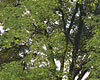 Oak tree